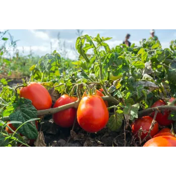 Tomato  (34)-9913372-87477.webp